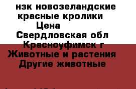 нзк-новозеландские красные кролики  › Цена ­ 1 000 - Свердловская обл., Красноуфимск г. Животные и растения » Другие животные   